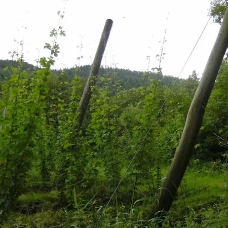 Tent Near Echternach Nature Park